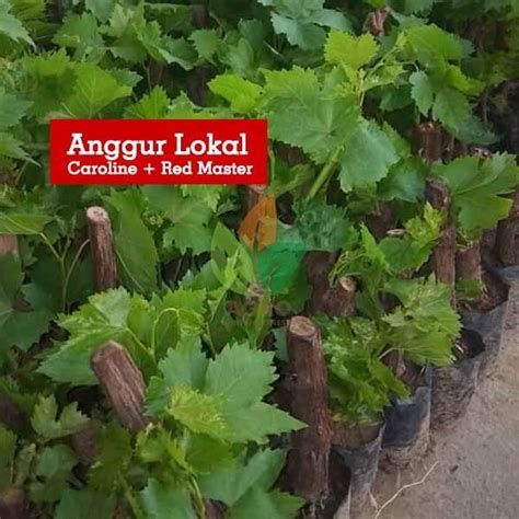 Jual Bibit Anggur Lokal Red Master Agro Bibit Id