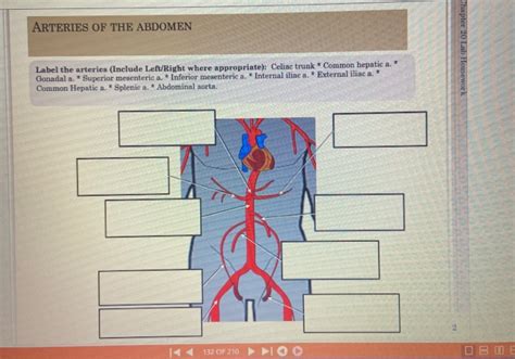 Solved Arteries Of The Abdomen Chapter 20 Lab Homework Label