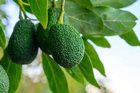 MIDAGRI Exportación de palta superó las 36 mil toneladas en primer