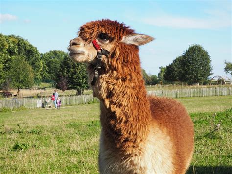 Alpaca Animals Peru - Free photo on Pixabay