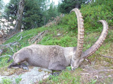 Alpine Ibex Hunting- WTA Exclusive Area - Worldwide Trophy Adventures