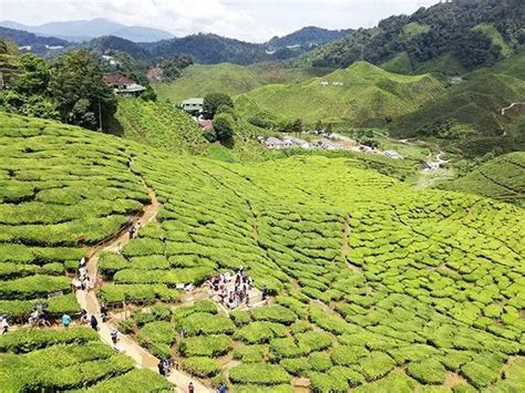 Tempat Menarik Di Cameron Highland Dingin Nyaman