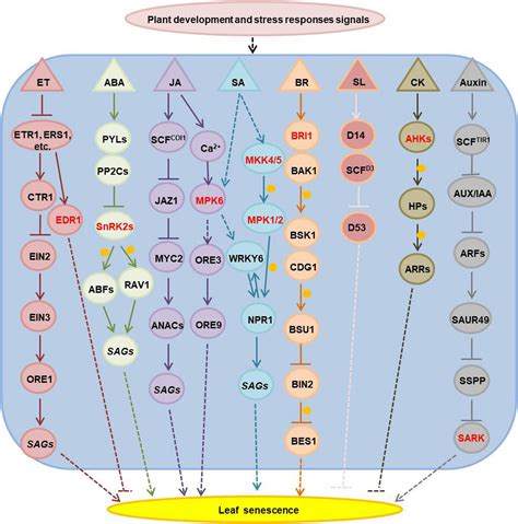 Frontiers Function Of Protein Kinases In Leaf Senescence Of Plants