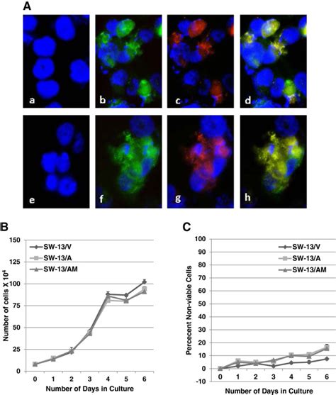 Enforced Expression Of Rassf1a In Acc Cells A Sw 13 Acc Cells That