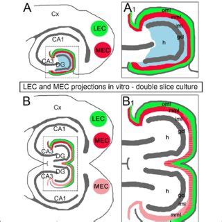 Crossed Entorhino Dentate Axons Arising From Mec And Lec Terminate