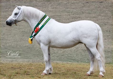 Welsh Breeds Welsh Pony And Cob Society Of Australia