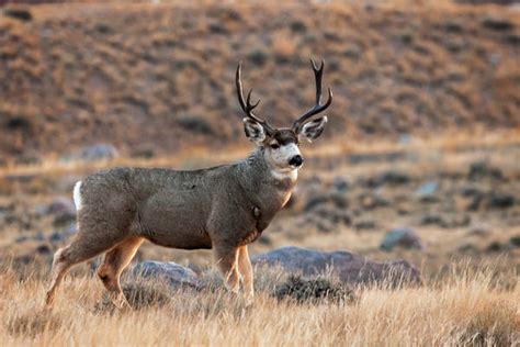 Mule Deer Photography Gallery Of Mule Deer Pictures And Photos Photos