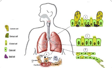 Composition Of The Lung Epithelium 1 Tracheal Bronchial Epithelium