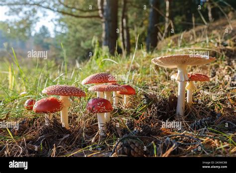 Group Of Red Fly Agaric Mushrooms In The Autumn Forest Amanita