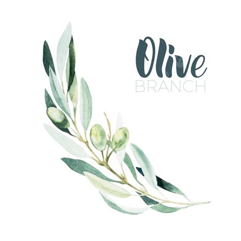 Watercolor Olive Branch Art Illustration Health Olive Of PNG And