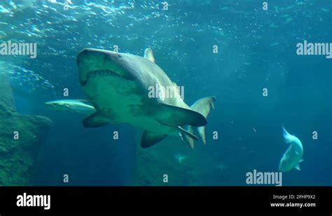 Shark teeth great white Stock Videos & Footage - HD and 4K Video Clips ...