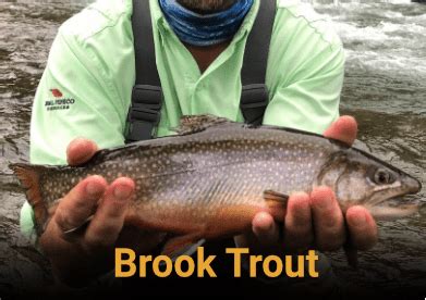 Brook Trout clickable image - North Fork Ranch Guide Service