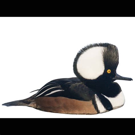 Hooded Merganser (Lophodytes cucullatus) identification - Birda