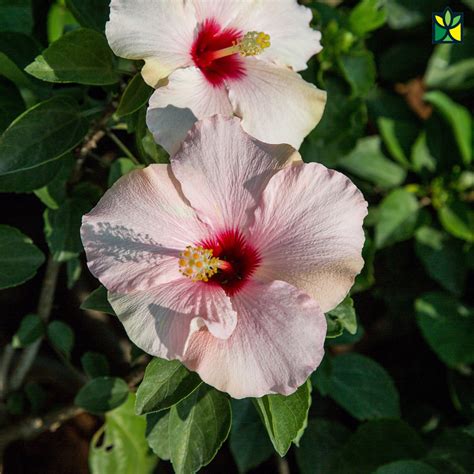 Hibiscus Rosa Sinensis Gudhal Order Online