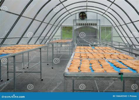 Banana Drying In Sun Solar Dryer Greenhouse By Sunlight Stock Photo