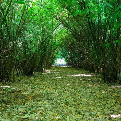 Commercial Bamboo Farming And Harvesting Coming Together OnlyMosoUSA