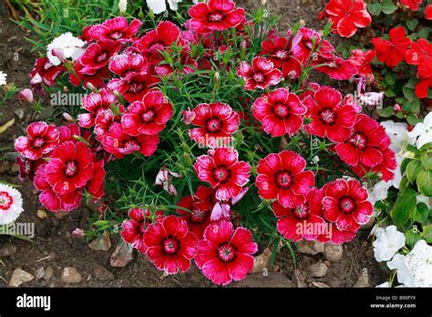 Dianthus Chinensis Baby Doll Stock Photo Alamy