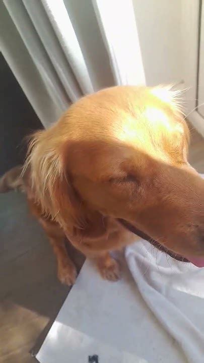 Marlo Edit Dog Shorts Youtube