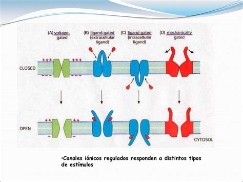 Tipos De Canais Ionicos