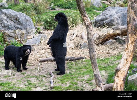 European Black Bear Standing On Its Hind Legs Stock Photo Alamy