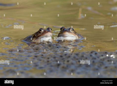 Common Frogs Rana Temporaria And Frogspawn Stock Photo Alamy