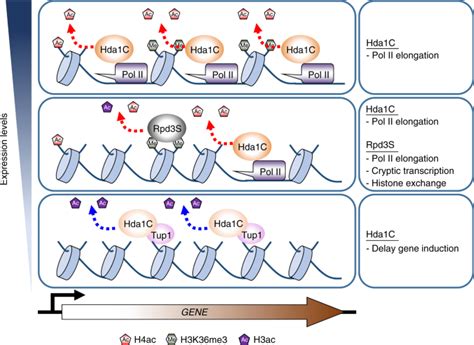 Transcription Dependent Targeting Of Hda C To Hyperactive Genes