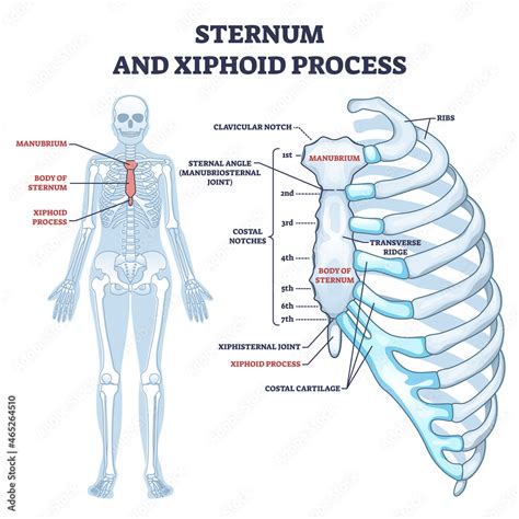 Sternum Labeled