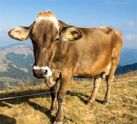 Alpine Cow On A Background Of Blue Sky Stock Image Image Of Outdoors