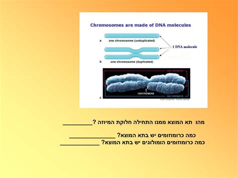 Ppt כרומוזומים וקריוטיפ האדם Powerpoint Presentation Id3580816