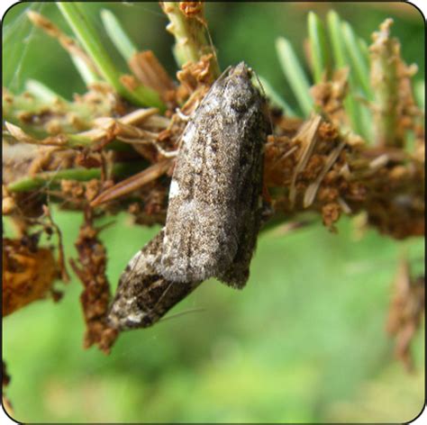 Spruce budworm | Ontario.ca