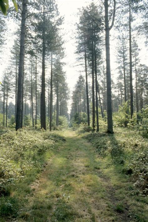 Corsican Pine CP Forest Research