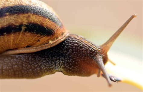 Free Picture Garden Snail Invertebrate Brown Shell Nature Food