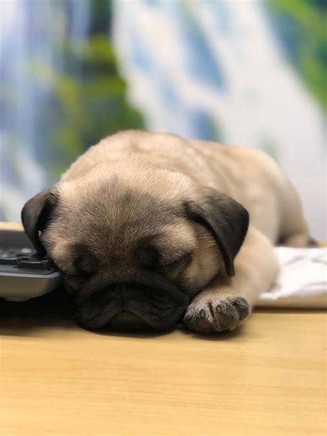 This is Grumble the Pug! He’s a conscientious objector to anything work
