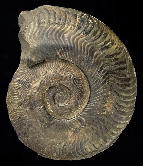 Lower Jurassic Ammonite Harpoceras With A Slight Pyritic Sheen