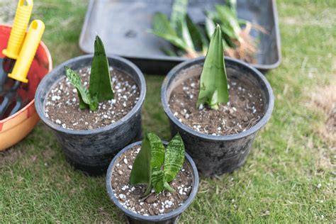 Snake Plant Propagation What Are The Best Methods