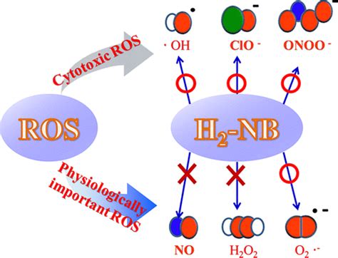 Antioxidant Activity Of Hydrogen Nanobubbles In Water With Different