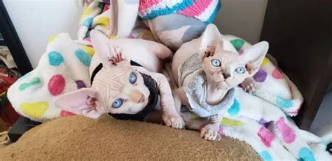 Gato Sphynx Egipcio Esfinge Gato Pelado Sin Pelo En Venta En C Rdoba