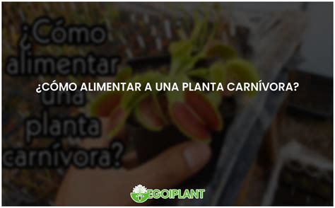 Guía para alimentar plantas carnívoras de forma efectiva EGOIPLANT