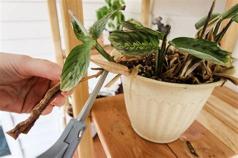 How To Trim Dead Plant Leaves Keep Your Plants Alive