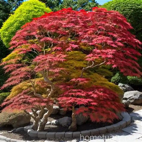 Japanese Maple Acer Palmatum Nishiki Gawa Hometuary