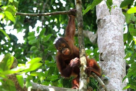 Where Do Orangutans Live Orangutan Appeal UK