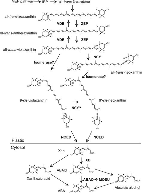 Figure 2 1 From Chapter 2 Aba Biosynthetic And Catabolic Pathways Semantic Scholar