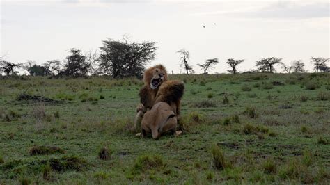 Fighting Lions - Graham Boulnois