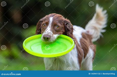 Cute Little English Springer Spaniel With Wagging Tail Fetching A