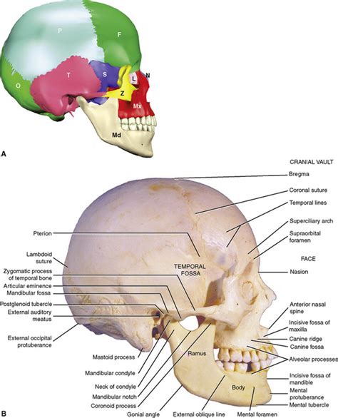 Alveolar Ridge Skull