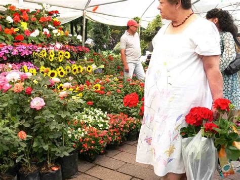 Regresa A Alcald A Lvaro Obreg N La Tradicional Feria De Las Flores De