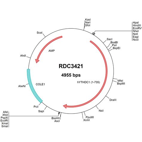 Human Ythdc Np Versaclone Cdna Rdc R D Systems