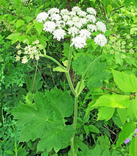 Cow Parsnip Heracleum Maximum Or Heracleum Lanatum Photographed May