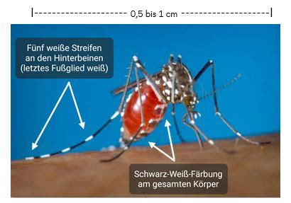 Asiatische Tigermücke Aedes albopictus in Berlin Berlin de