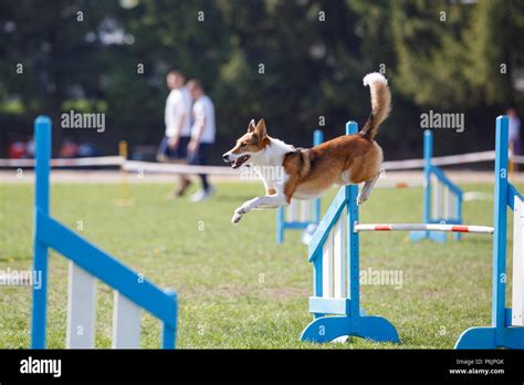 Funny Dog Jumping Over Hurdle In Agility Competition Stock Photo Alamy